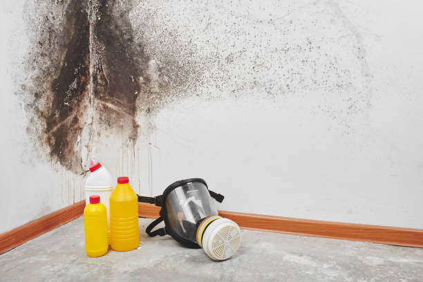 Mold Testing and Removal in Atascocita, TX