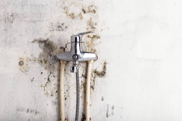 Best Mold Removal Company Near Me  in Atascocita, TX