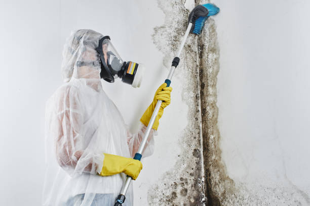 Best Professional Mold Removal  in Atascocita, TX