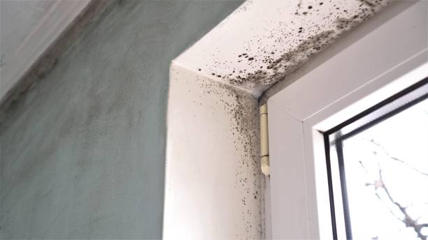 Best Fast Mold Removal  in Atascocita, TX