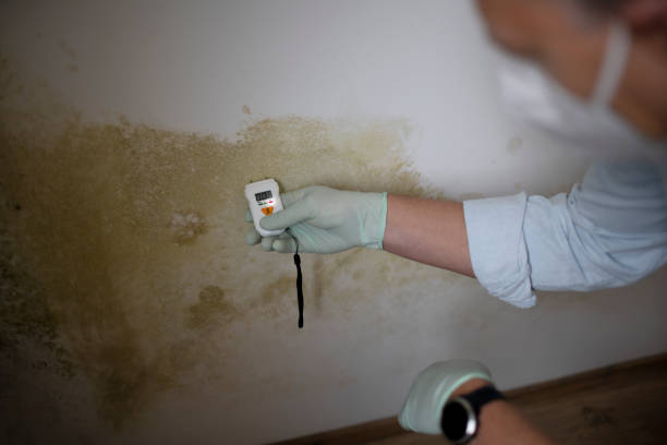 Best Emergency Mold Removal  in Atascocita, TX