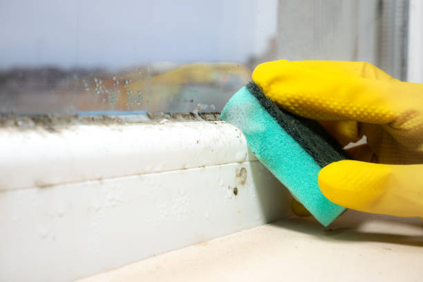 Best Mold Remediation  in Atascocita, TX