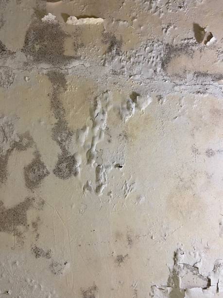 Best Affordable Mold Removal  in Atascocita, TX