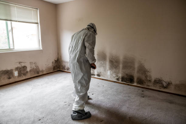 Best Attic Mold Removal  in Atascocita, TX