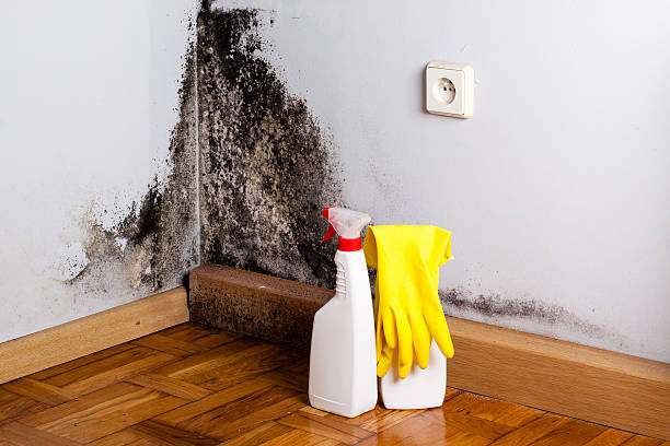 Best Commercial Mold Removal  in Atascocita, TX